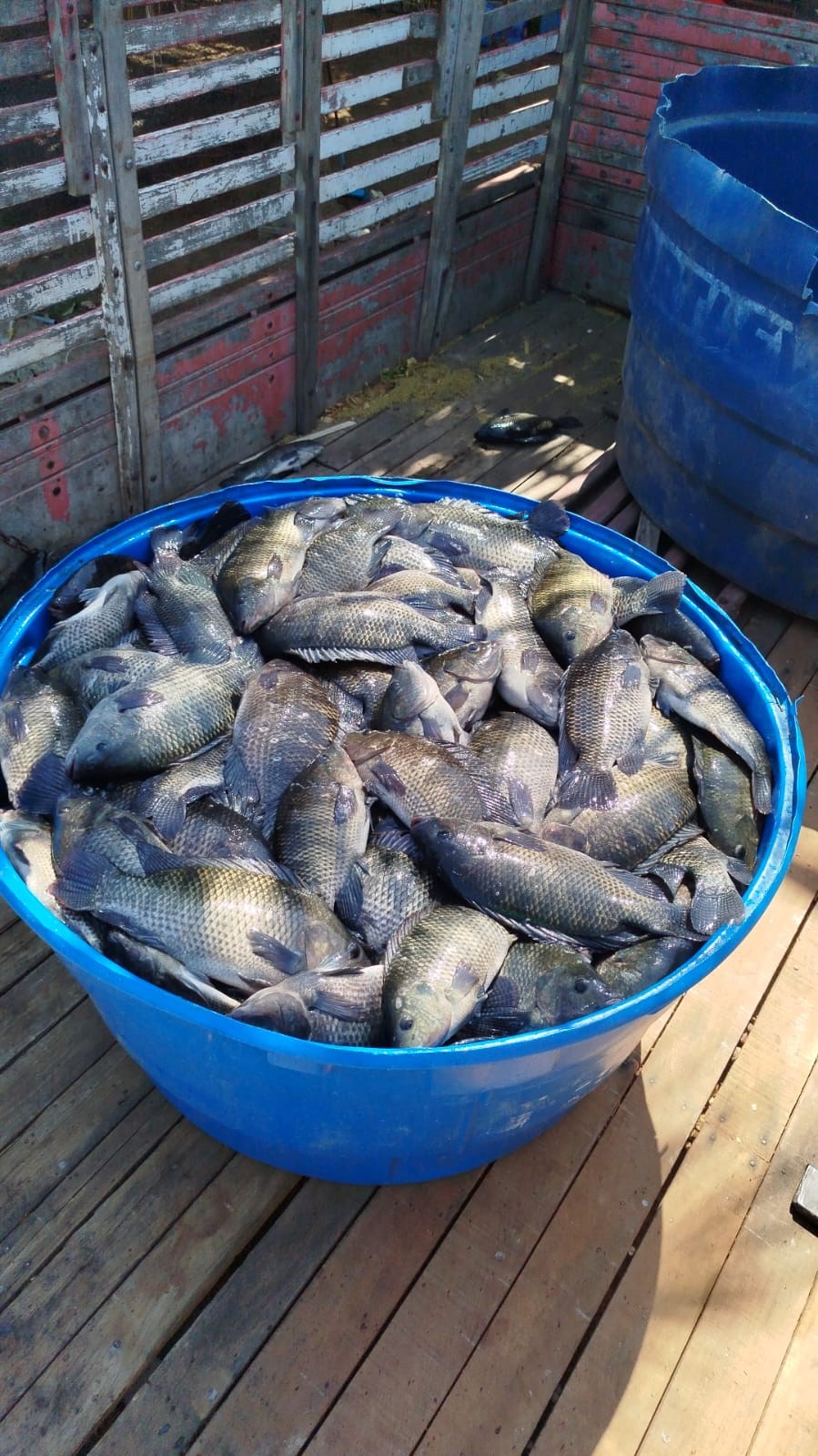 produção de tilapias 02.jpg