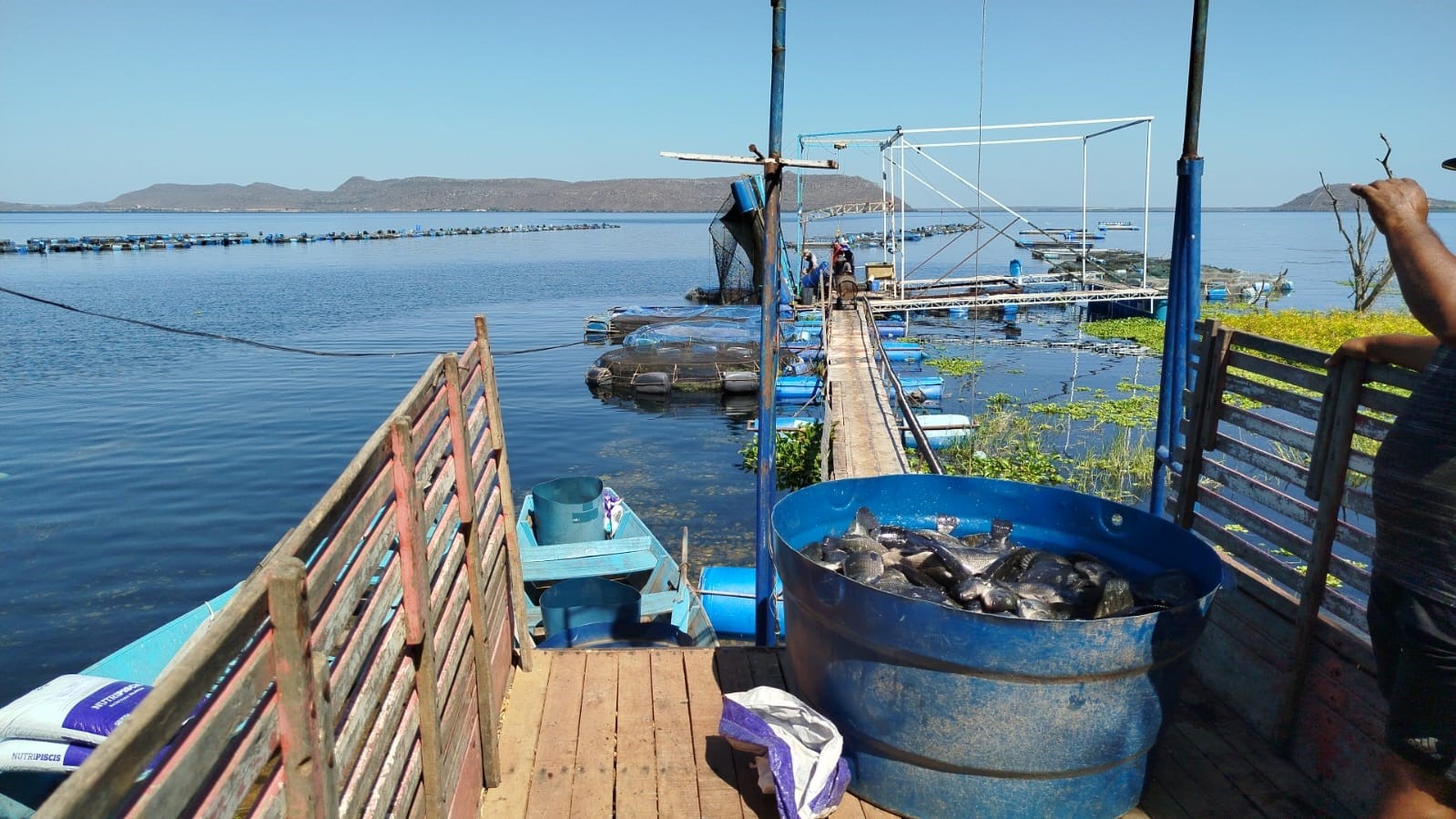 produção de tilápias.jpg