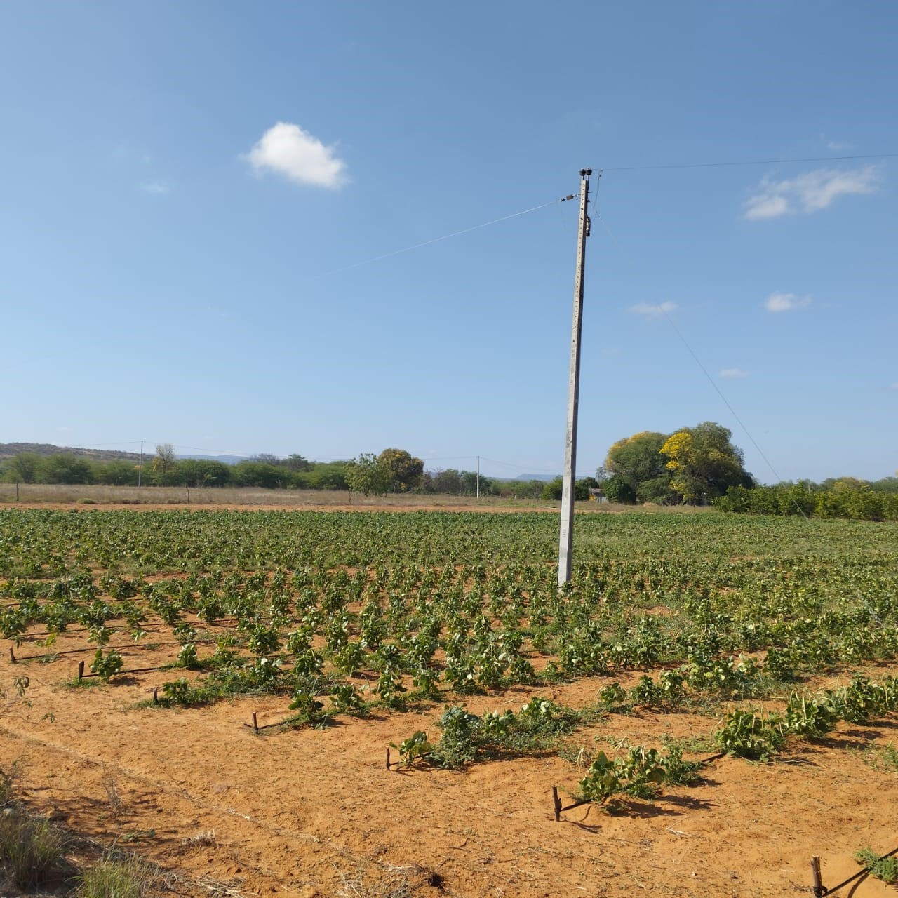 plantação de macaxeira 03.jpg