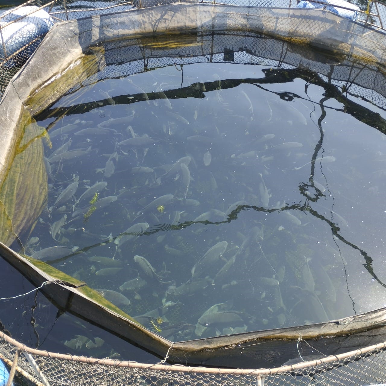 produção de tilapias 03.jpg