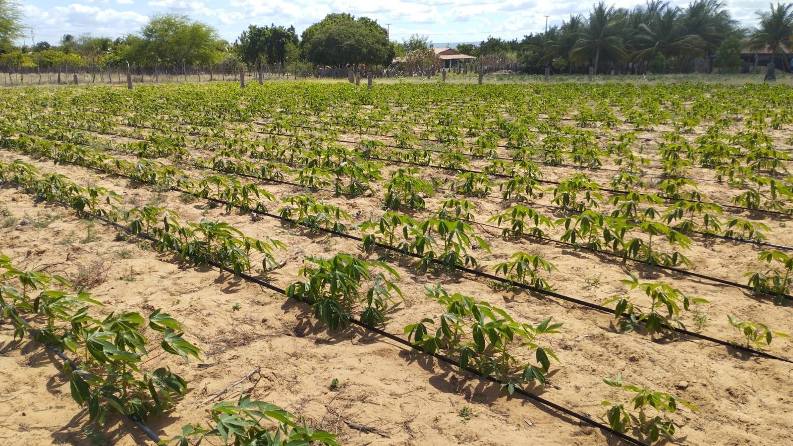 irrigaçao macaxeira.jpg