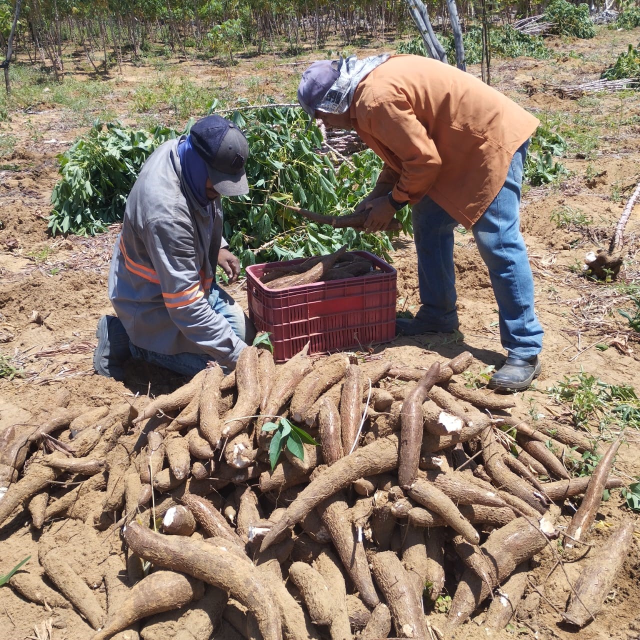 plantação de macaxeira2.jpg