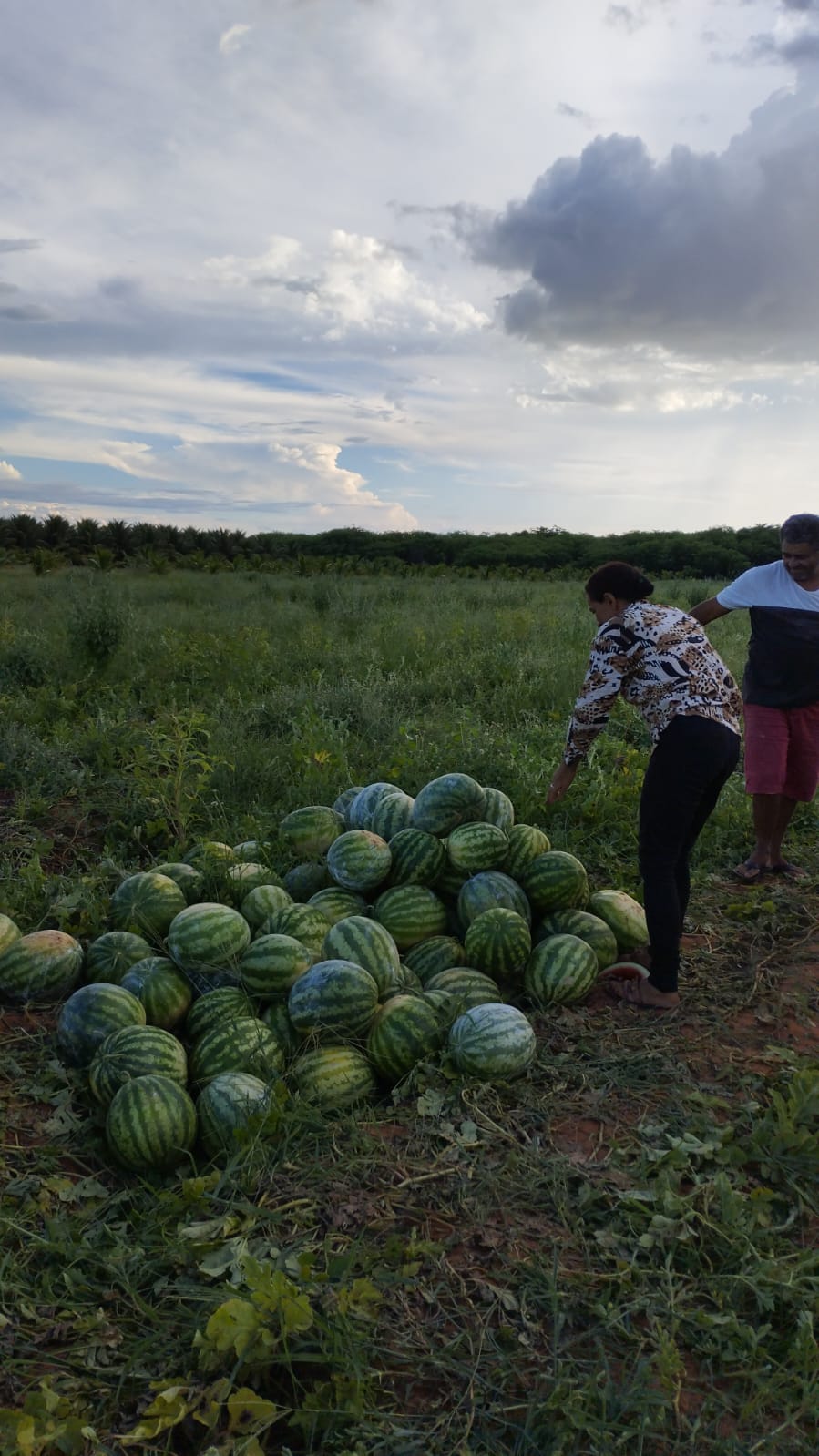 plantaçao melancia.jpg