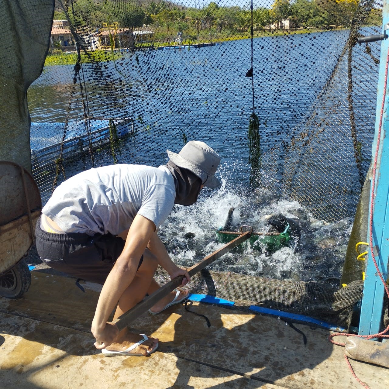 produção de tilapias 04.jpg